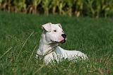 DOGUE ARGENTIN 339